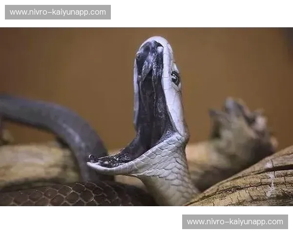 黑曼巴与狼王：宿命对决，传奇永恒